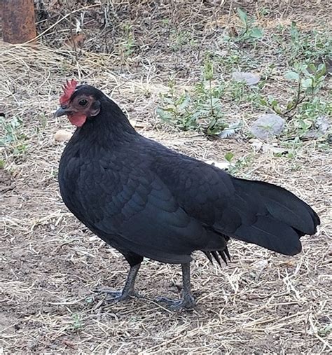 black bantam chicken breeds